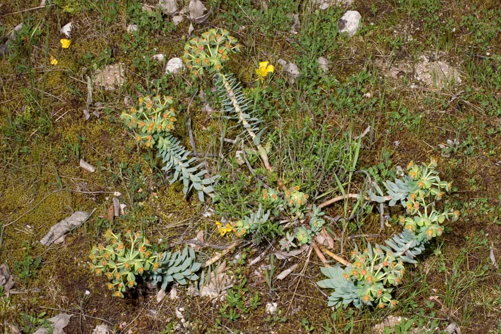 Euphorbia abruzzese - Euphorbia myrsinetes